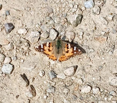 Vanessa cardui